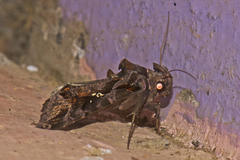 Plusiopalpa adrasta