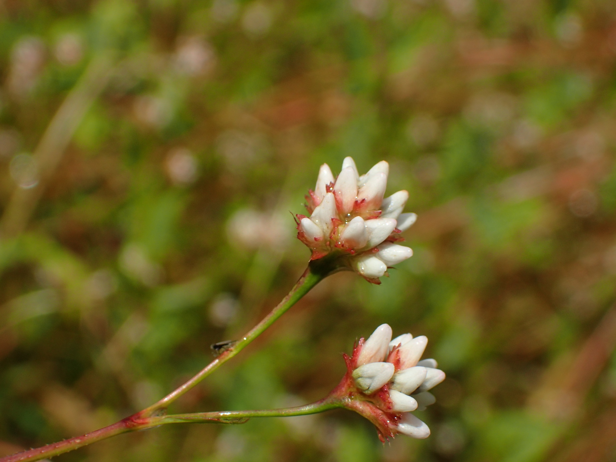 Persicaria sagittata