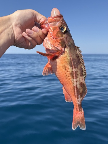 Mexican rockfish (Sebastes macdonaldi) — Sebastidae — 5