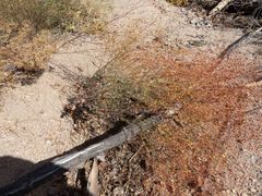 Eriogonum arizonicum