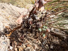 Eriogonum arizonicum