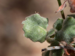 Eriogonum arizonicum