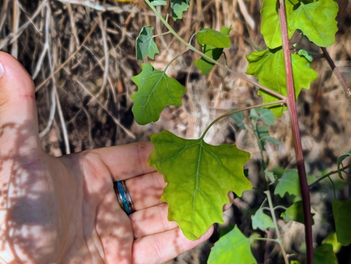 Chenopodium oahuense observed 2025-08-30