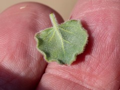 Eriogonum arizonicum