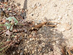 Eriogonum arizonicum