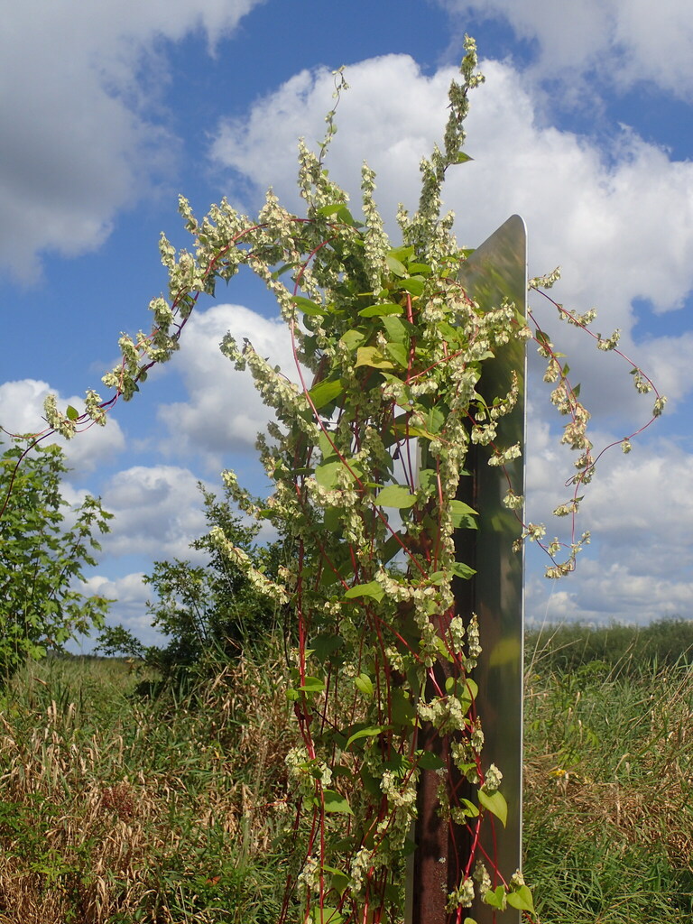 climbing false buckwheat