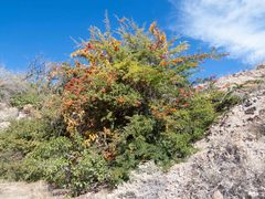 Pyracantha fortuneana