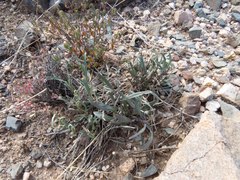 Pombalia verticillata