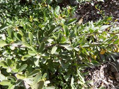 Pyracantha fortuneana