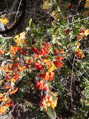 Pyracantha fortuneana