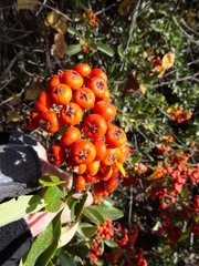 Pyracantha fortuneana