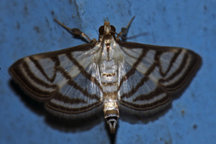 Ravanoa xiphialis