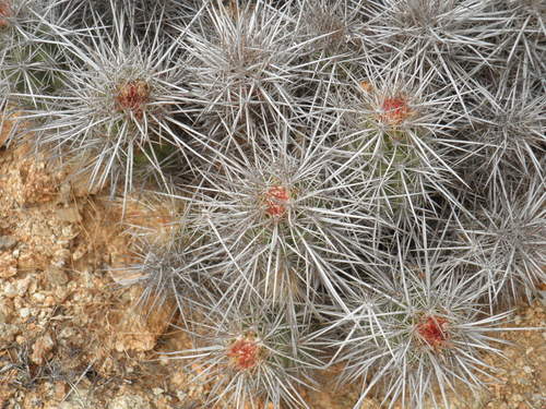 Echinocereus barthelowianus