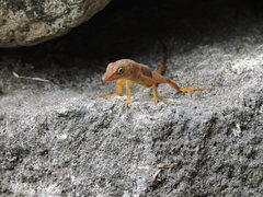 Anolis schwartzi