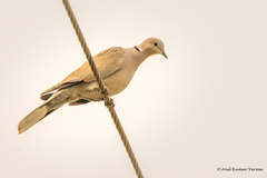 Streptopelia decaocto