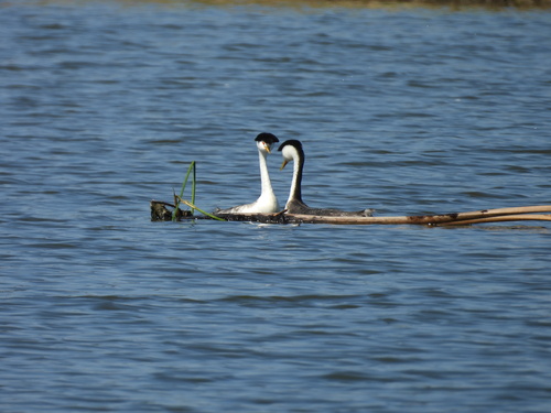 iNaturalist observation photo of Clark's Grebe