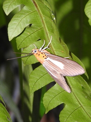 Asota subsimilis