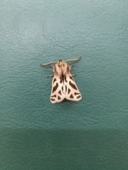 Ocnogyna clathrata
