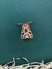 Ocnogyna clathrata