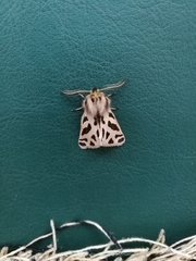 Ocnogyna clathrata