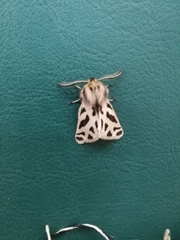 Ocnogyna clathrata