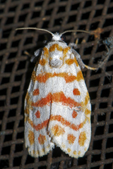 Nephelomilta effracta