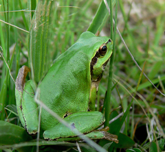 Hyla orientalis