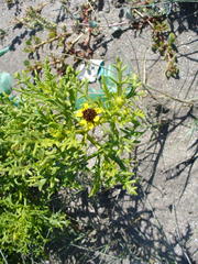 Encelia ventorum