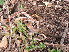 Pholidoscelis erythrocephalus