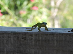 Anolis bimaculatus