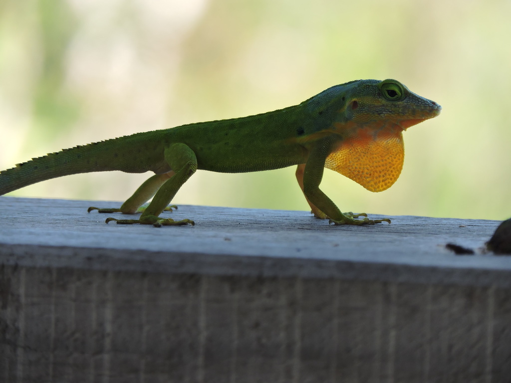 Panther Anole