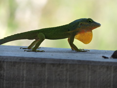 Anolis bimaculatus