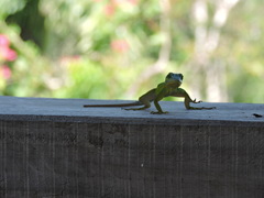Anolis bimaculatus