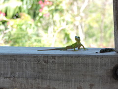 Anolis bimaculatus