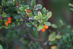 Alyxia gynopogon
