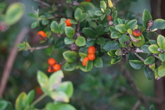 Alyxia gynopogon