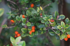 Alyxia gynopogon