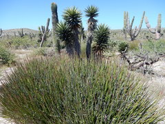 Euphorbia ceroderma