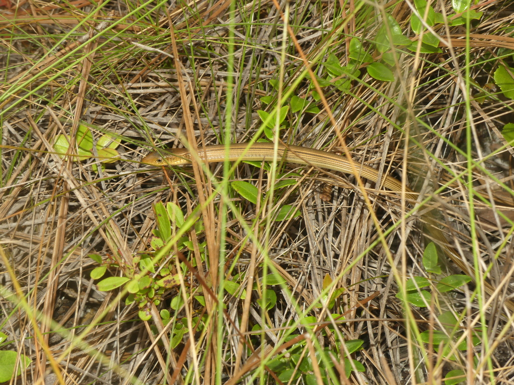 Mimic Glass Lizard