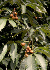 Aesculus indica