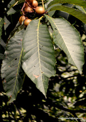 Aesculus indica