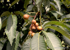 Aesculus indica