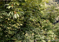 Aesculus indica