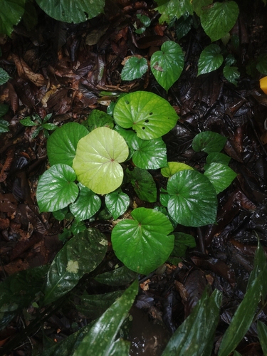 Begonia maxwelliana