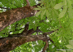 Aesculus indica