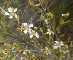 Leptospermum coriaceum
