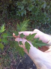Nekemias arborea