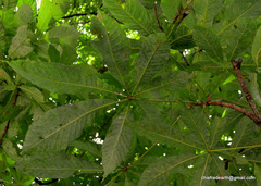 Aesculus indica