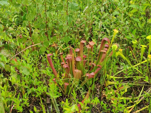 Sarracenia rubra