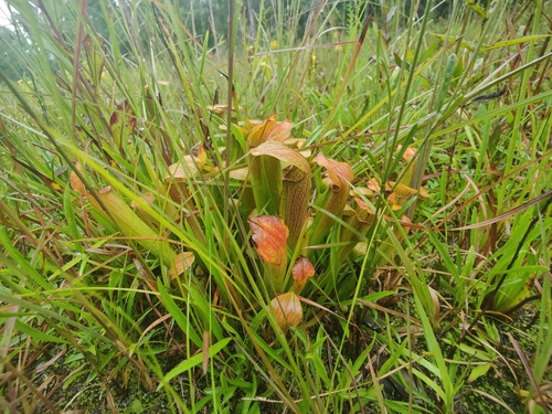 Sarracenia rubra